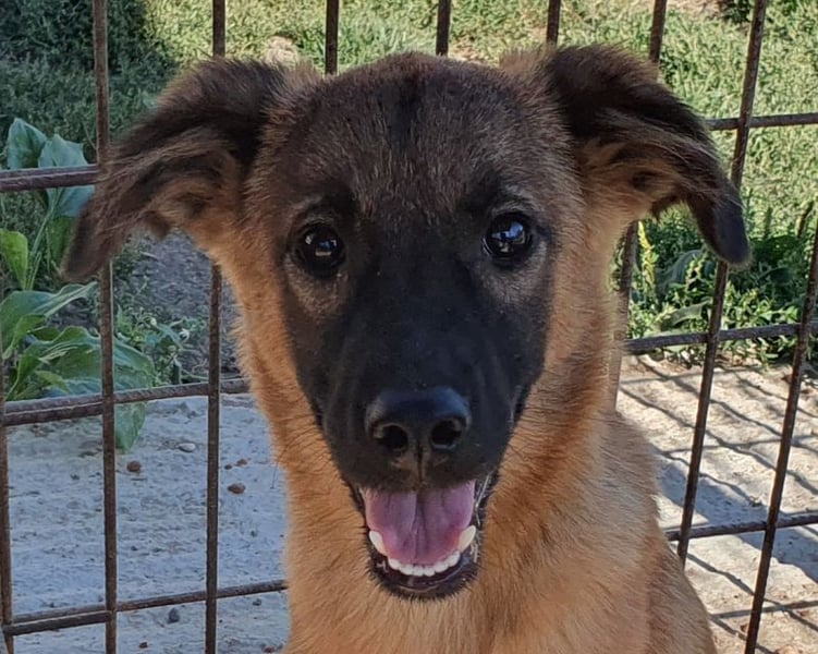 ♥PEBBELS♥ so menschenbezogene, verschmuste,verspielte Juniorin-ein echter Sonnenschein 40cm(wachsend