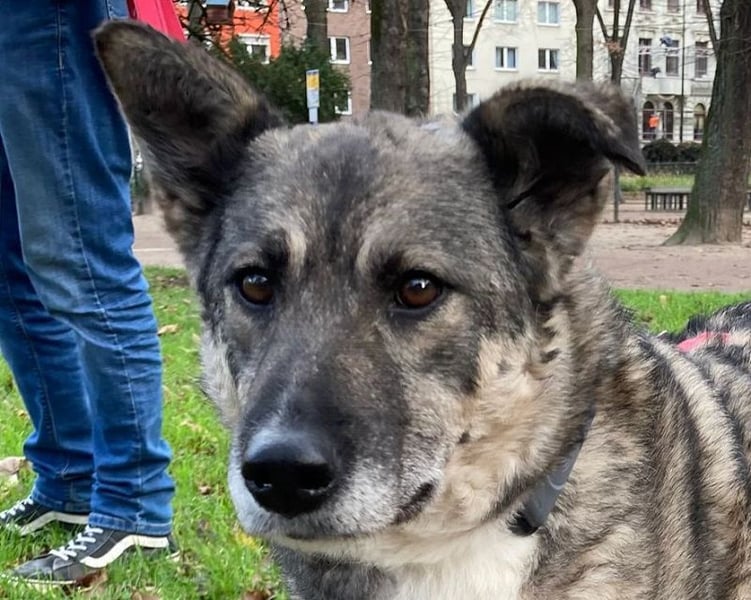 ♥LONKA♥ auf Pflegestelle in Köln - wunderschöne, verschmuste Hündin 42 cm