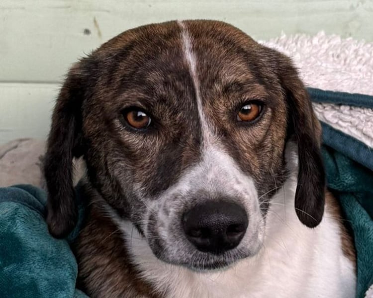 ♥NORA♥ neu auf Pflegestelle bei Köln - hübsche, sanftmütige, sensible Hündin 48 cm