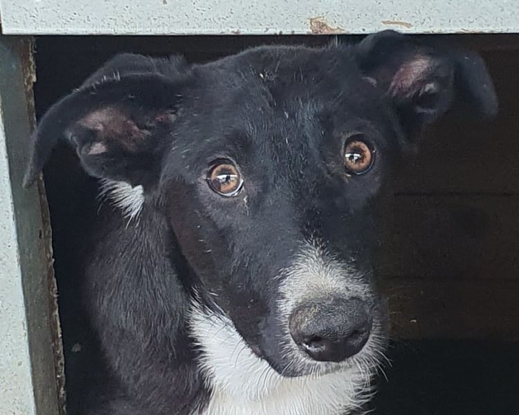 ♥MIRU♥ bezaubernder, lieber, zutraulicher, fröhlicher Jungrüde, der alles richtig machen möchte 47cm