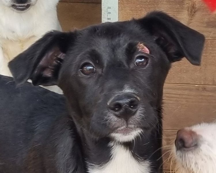 ♥ALBIE♥ wunderschöner, fröhlicher, verschmuster Sonnenschein