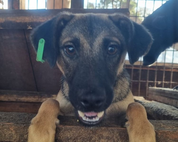 ♥TERENCE♥ verschmuster, lebensfroher, aufgeschlossener Kuschelbär mit süßer Ringelrute 50 cm