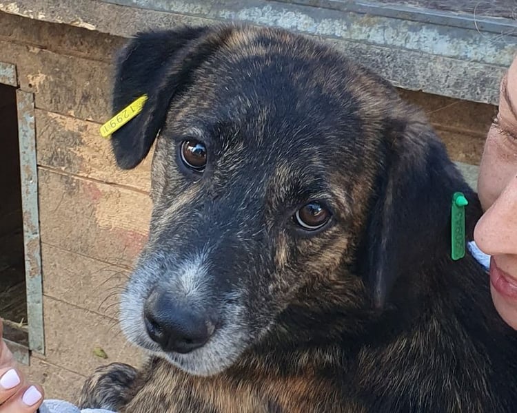 ♥RUSTY♥ unfassbar verschmuster und kuschelbedürftiger, wunderschöner, gestromter Rüde 49 cm