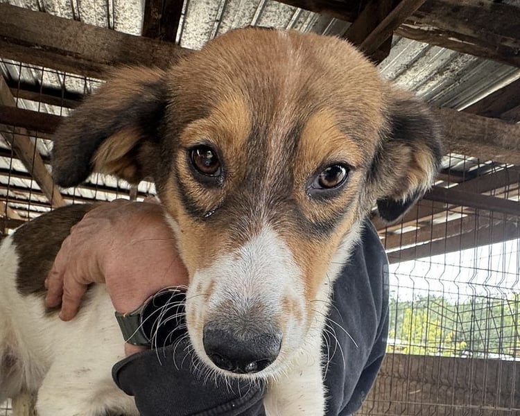 ♥SIDNEY♥ neu auf Pflegestelle bei Leverkusen -zuckersüße, verspielte, ausgeglichene Juniorin 49 cm