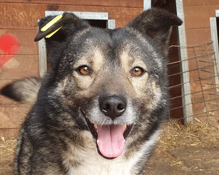 ♥ALINA♥ zauberhafte, verschmuste gute Laune-Hündin 48 cm