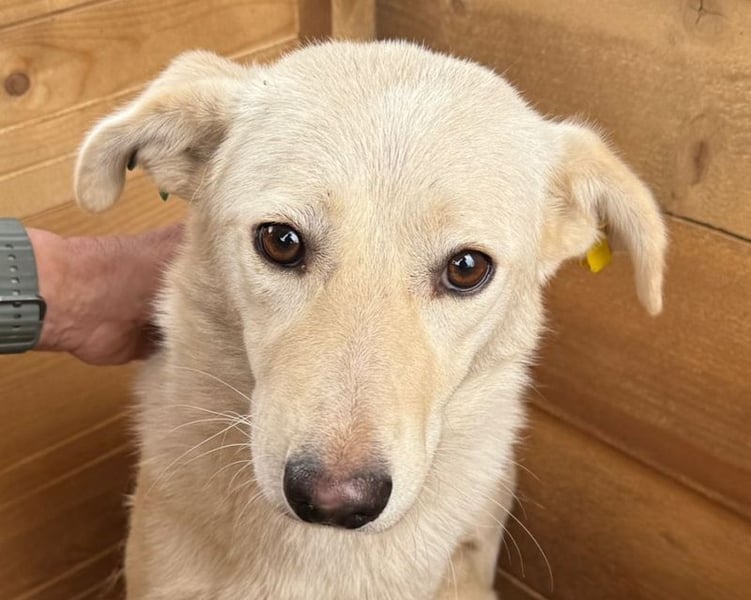 ♥ELLA♥ besonders hübsche, sanfte, noch vorsichtige Hündin 49 cm