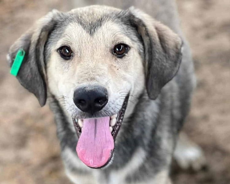 ♥BABU♥bildschöner Prachtjunge,den wir mit seinem besonderen Charme gleich ins Herz geschlossen haben