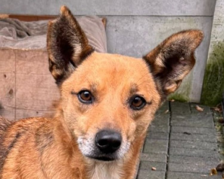 ♥AXEL♥ auf Pflegestelle bei Köln - verschmuster, sehr menschenbezogener Traumhund 48 cm