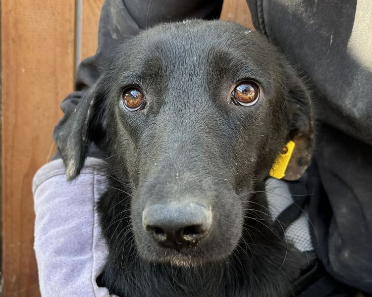 ♥ANICE♥ zarte, liebe, noch unsichere schwarze Schönheit 50 cm - ein trauriges Schicksal