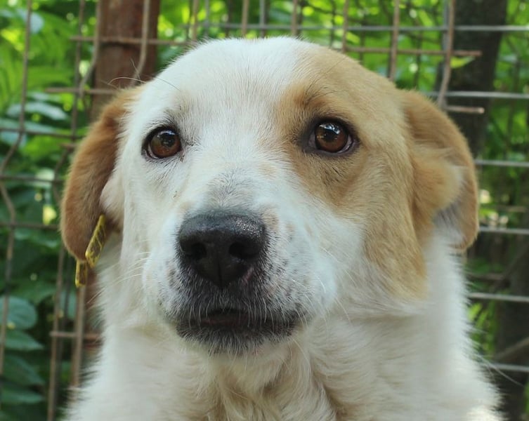 ♥ALAN♥ hübscher, offener, liebe Seele von Hund 45 cm