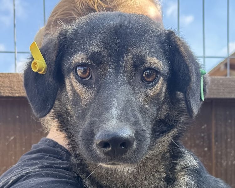 ♥JACKOMO♥ zarte, junge, schmale, stille Seele, die sichtbar im Tierheim sehr leidet 50 cm