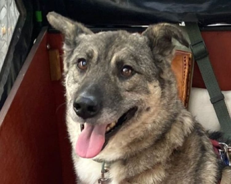 ♥LONKA♥ auf Pflegestelle in Köln - wunderschöne, verschmuste Hündin 42 cm