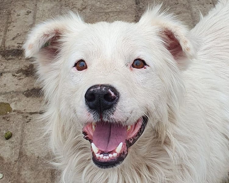 ♥SIRIUS♥ fröhlicher, sehr aufgeschlossener, lebhafter Hundebub mit wunderschönem Langhaar 41 cm