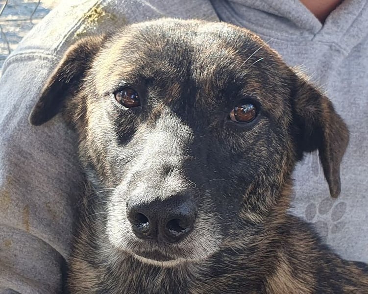 ♥MABLE♥ wunderschöne braun gestromte, ganz liebe, anfangs noch etwas vorsichtige Junghündin 47 cm