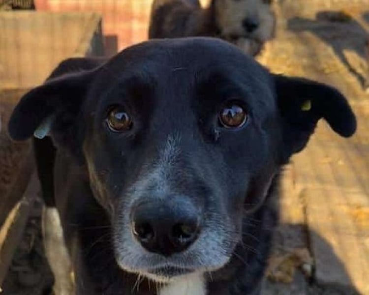 ♥ACHIM♥ absolut lieber, verschmuster Rüde, der schon 2 Jahre im Tierheim wartet 48 cm