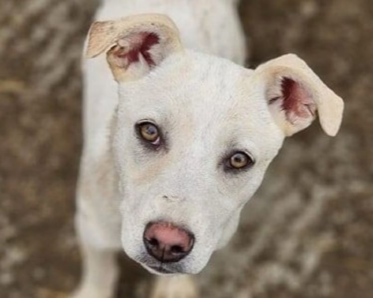 ♥LUCY♥ sportliche, lebenslustige, sehr menschenbezogene Junghündin 45 cm