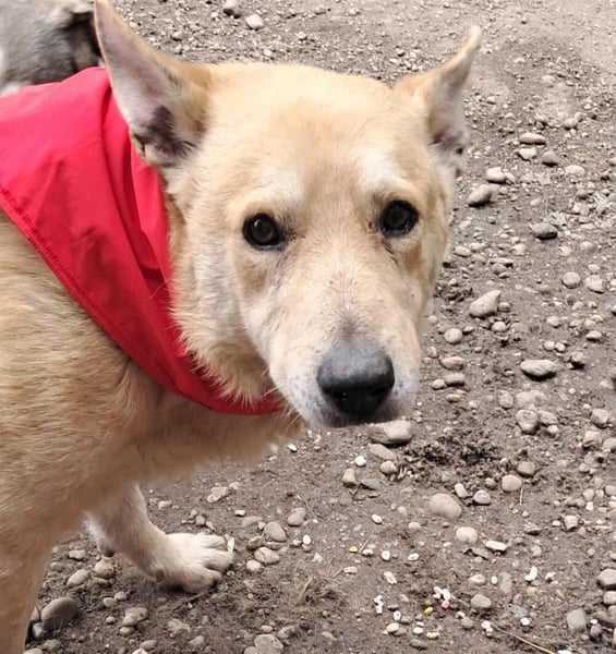 Wunderschöner Spencer