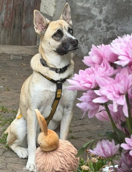 Anouka ❤️ kleines Hundemädchen mit großem Herzen sucht ihre Menschen