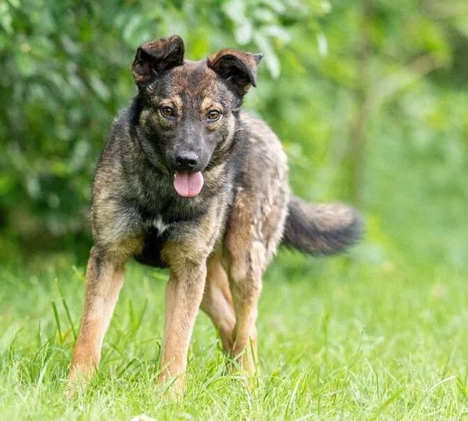Freundliche Tierschutzhündin Yuma ❤️ aus Russland sucht liebevolles Zuhause