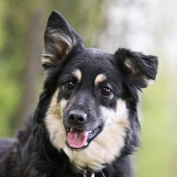 Zarte Tierschutzhündin Julia❤️  in 01145 Radebeul sucht Pflege- oder Endstelle