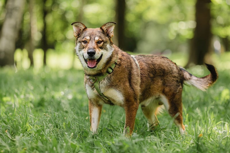 Sensibler Schatz Fanny ❤️sucht verständnisvolles Zuhause