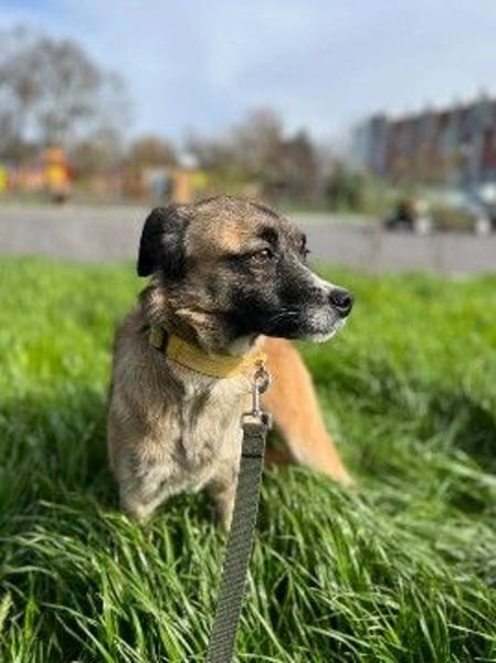 Freundliche neugierige Tierschutzhündin Gina ❤️ sucht Menschen fürs Leben