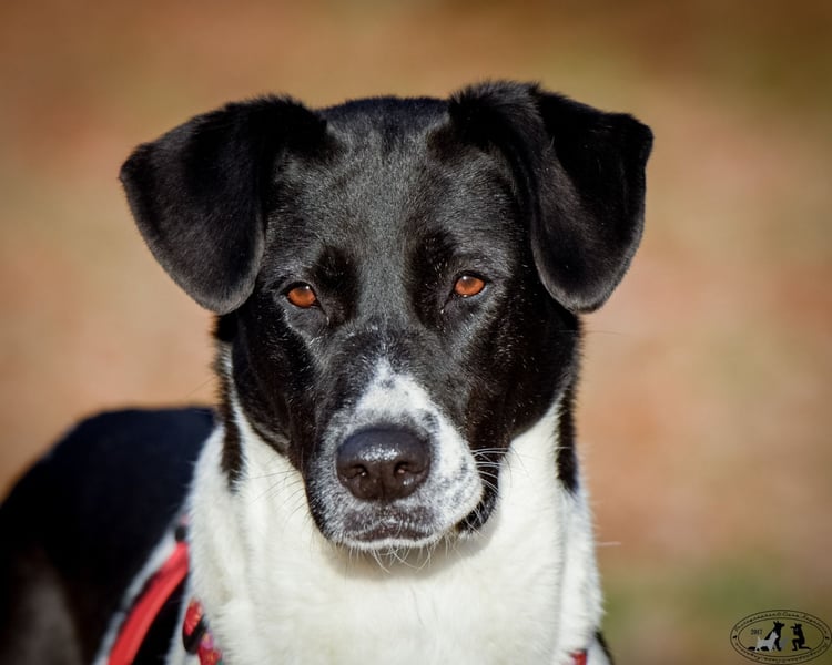 Charakterstarke Hündin Dakota ❤️ sucht Menschen mit Herz und Verstand