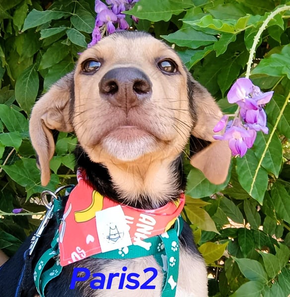 Paris2 geb. 05/2025 (GRC) - liebevoller und ausgeglichener Welpe!