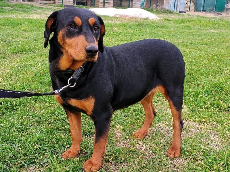 Rodoula geb. 2018 (GRC) - sehr ruhige und gelassene, süße und soziale Hündin!