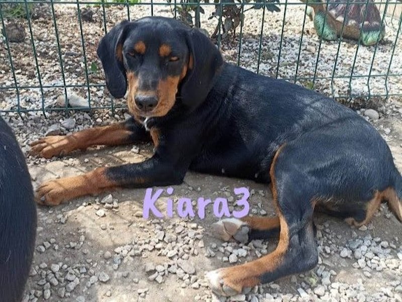 Kiara3 geb. 03/2022 (GRC) - verspielte und verschmuste, bildhübsche junge Hündin!