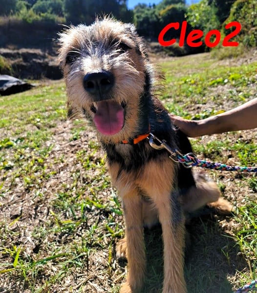 Cleo2 geb. 01/2025 (GRC) - süße und neugierige, kleine Welpin!