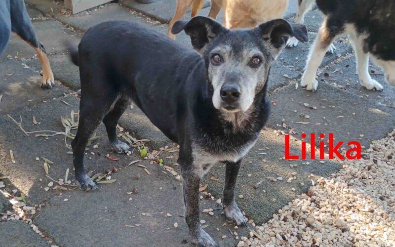 Lilika geb. 06/2016 (GRC) - sensilbe Hündin sucht geduldige Menschen und ein sicheres Zuhause!