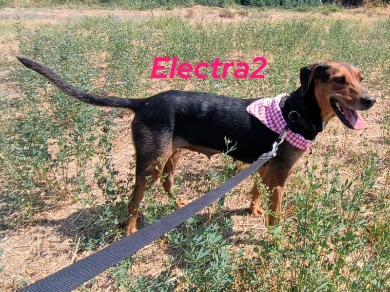 Electra2 geb. 02/2023 (GRC) - ruhige, vertrauensvolle, soziale und liebe Hündin!