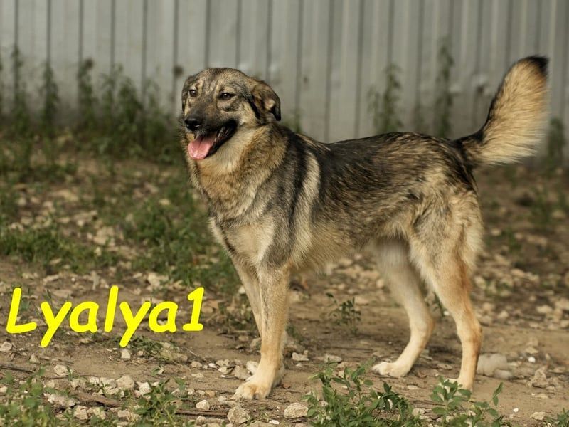 Lyalya1 geb. 06/2022 - zuneigungsvolle Hündin mit einer ganz besonderen Ausstrahlung!