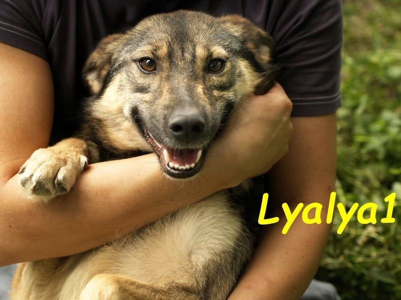 Lyalya1 geb. 06/2022 - zuneigungsvolle Hündin mit einer ganz besonderen Ausstrahlung!