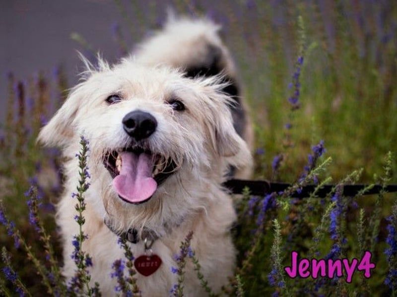 Jenny4 geb. 01/2018 - bezaubernde und super liebe, kleine Wuschelhündin!