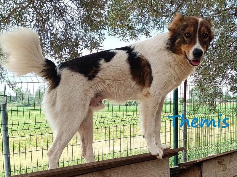 Themis geb. 03/2021 (GRC) - fröhlicher und neugieriger Rüde, ein kleiner Freigeist!