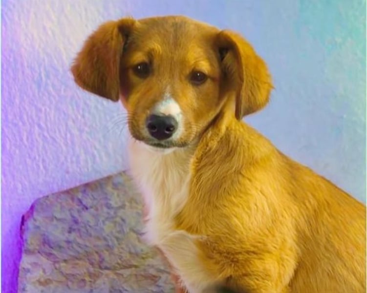 Max – fröhlich und verspielt