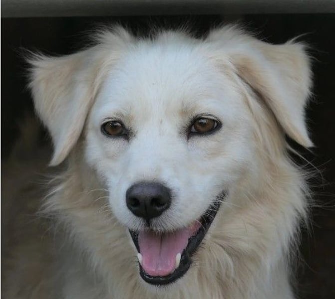 Anca- Handicap Hündin sucht Familie