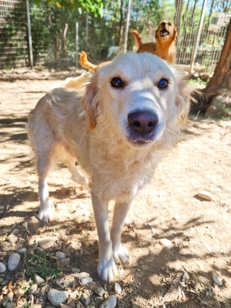 Wer gibt dem charmanten Hundebub MAXIM ein Zuhause