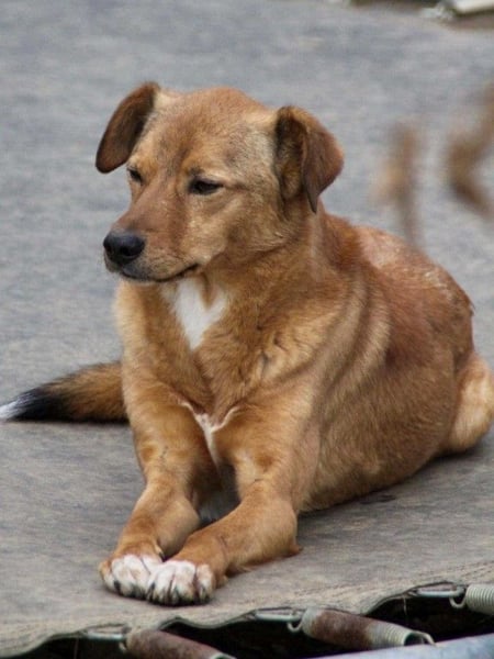 SVEN erfahrener friedlicher Hunderentner - sucht erfahrene Herzensmenschen