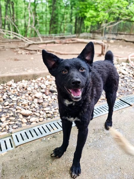 Niedliche BILLIE könnte dein Herzenshund werden
