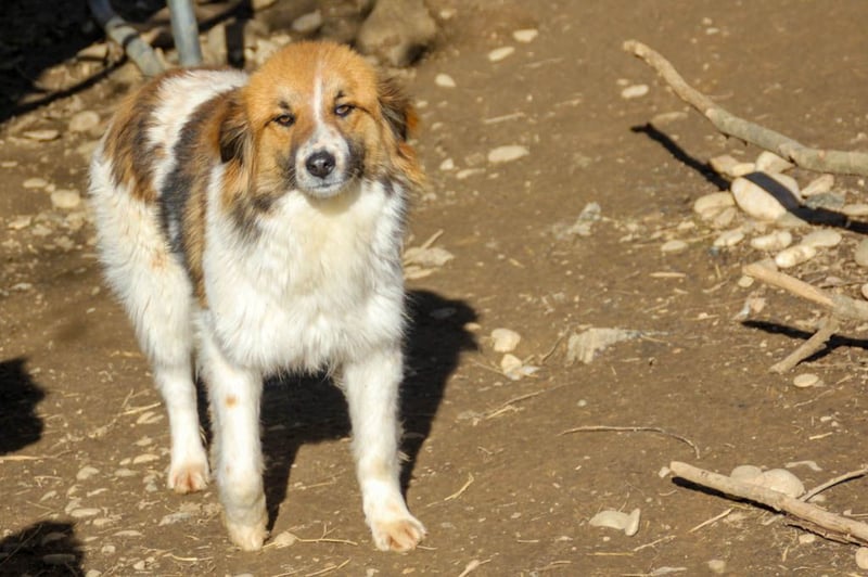 wunderhübscher WILHELM will WELTENTDECKER werden !