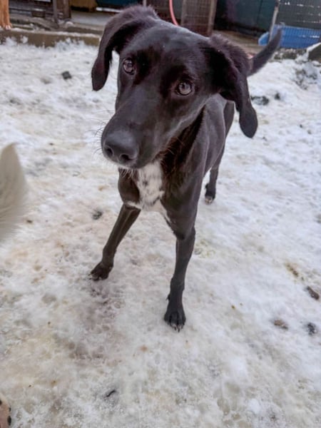 Wer hat ein Herz und ein Körbchen frei für die bezaubernde IRMA