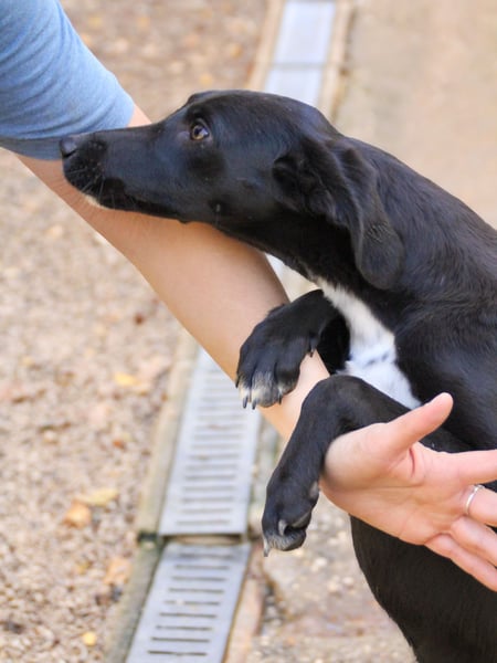 Bäuchleinkrauler gesucht für zuckersüße IRMA gesucht !