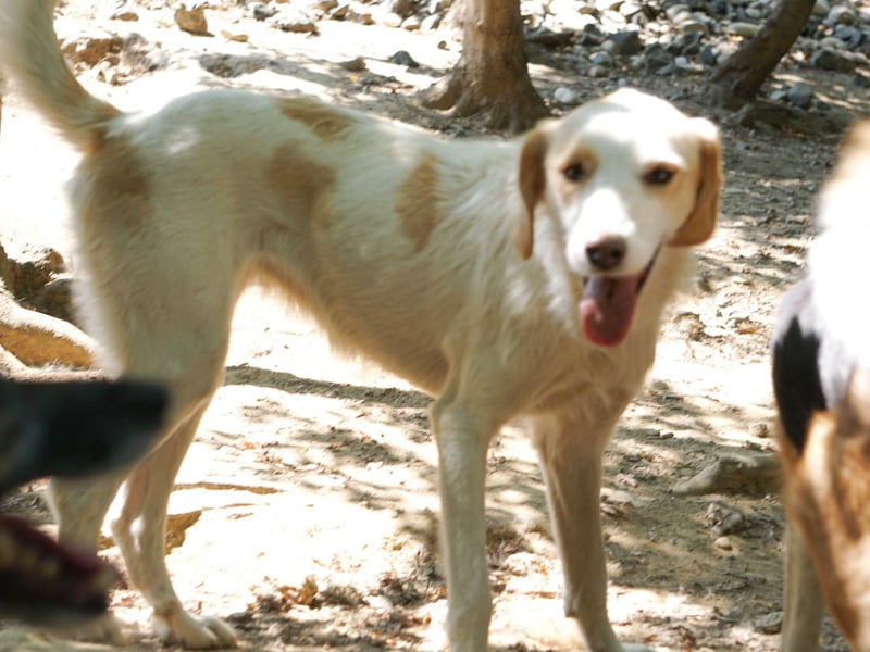 Neugierige LIMA sucht ihr Für-Immer-Zuhause