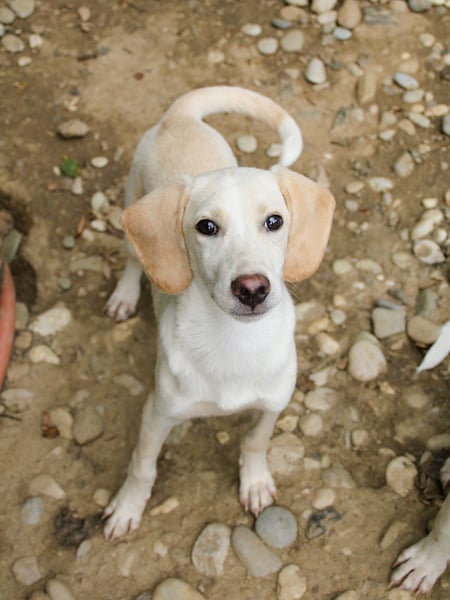 TIAGO - will Dich verzaubern