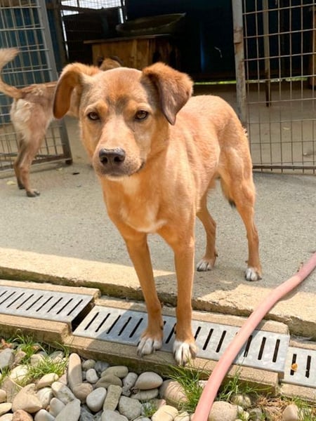 SVEN, liebenswerter Rentner sucht seinen Herzensmensch