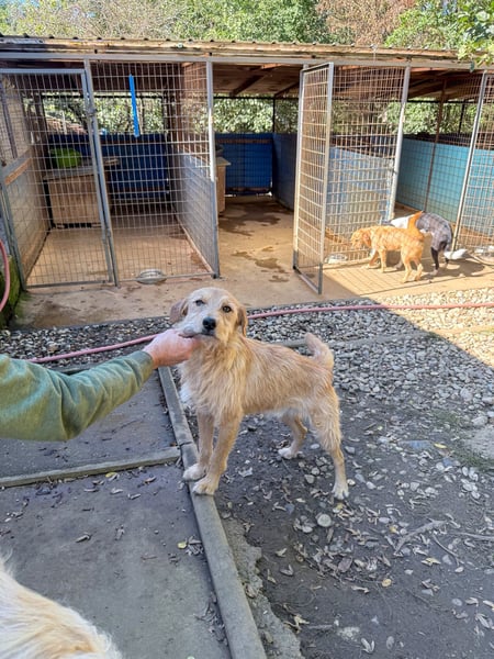 Zuckersüßer DARCY - manchmal etwas zurückhaltend aber doch neugierig