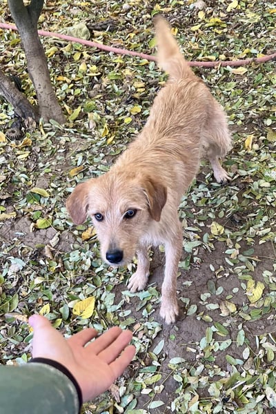 Neugieriger DARCY – ein Traum auf vier Pfoten